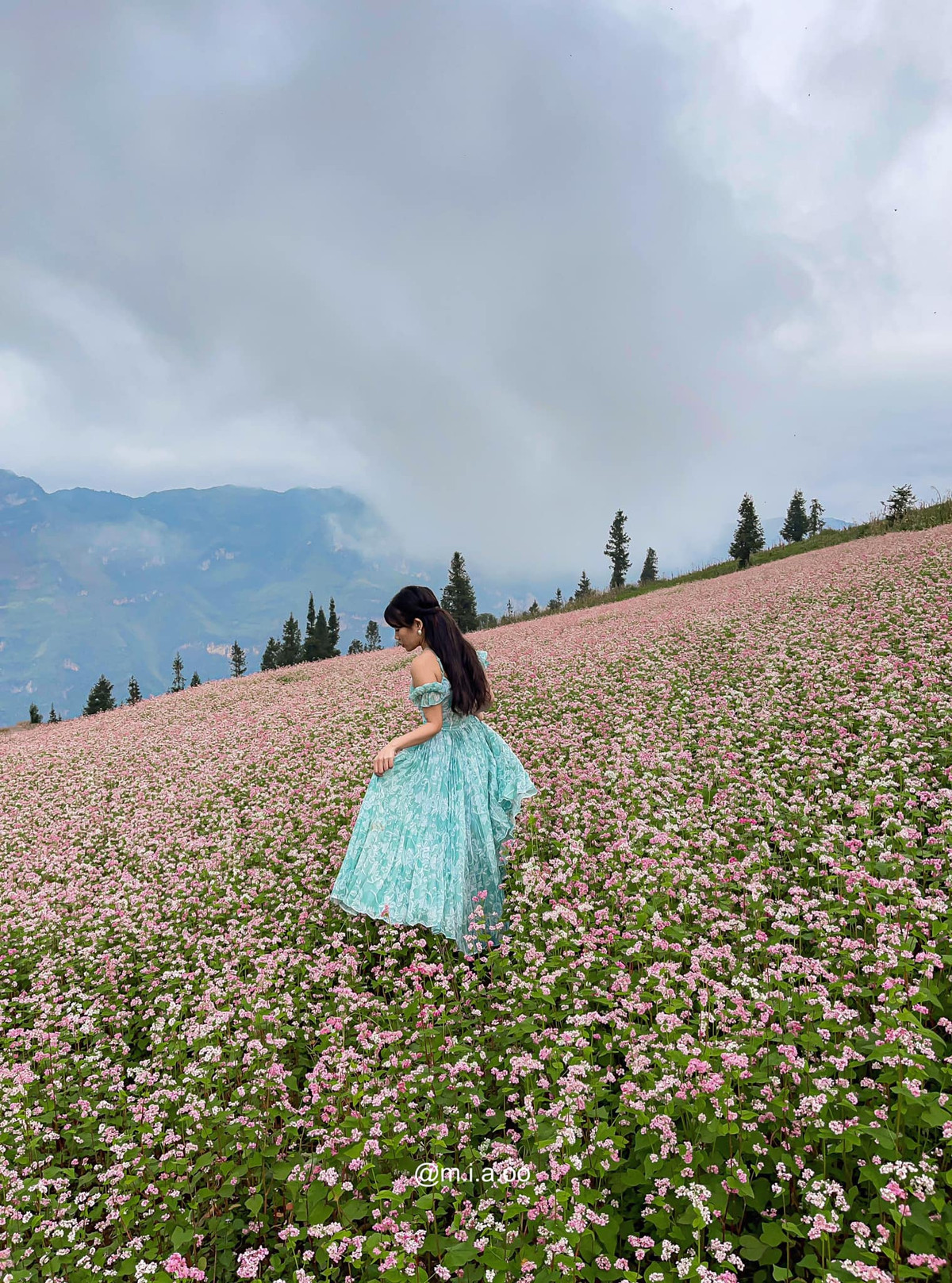 Nhắc đến các điểm check in hoa tam giác mạch không thể không nhắc đến Hà Giang. Ảnh: Hoàng Minh Thương