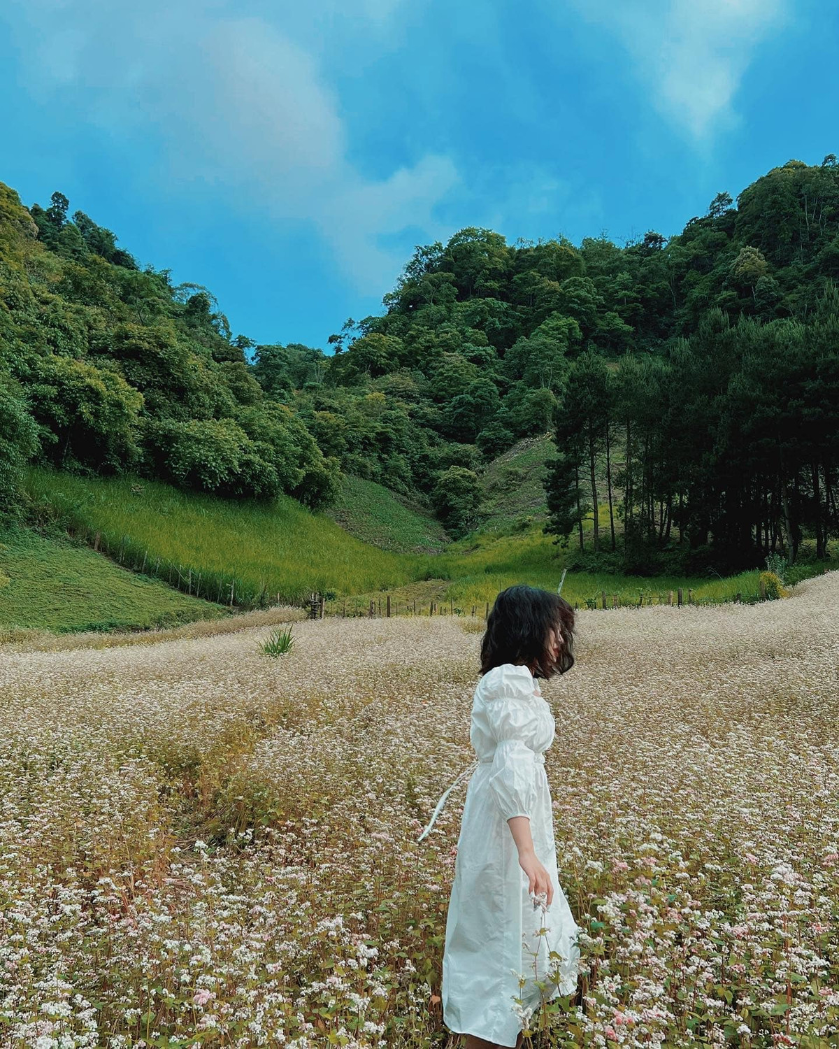 Hoa nở rộ đẹp nhất cũng chỉ kéo dài trong khoảng 15 đến 20 ngày, nên các bạn trẻ phải tranh thủ cập nhật để có cơ hội ngắm và chụp ảnh. Ảnh: Jin Yan