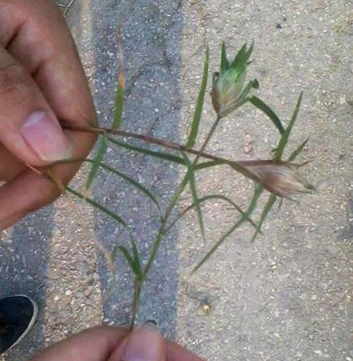 Trò chơi đá cỏ gà trong hoài niệm.