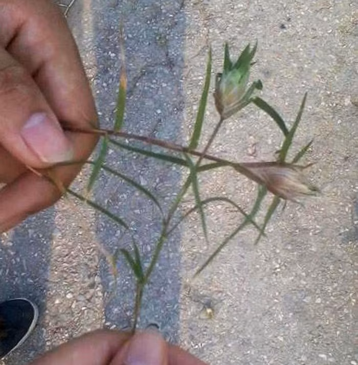 Trò chơi đá cỏ gà trong hoài niệm.