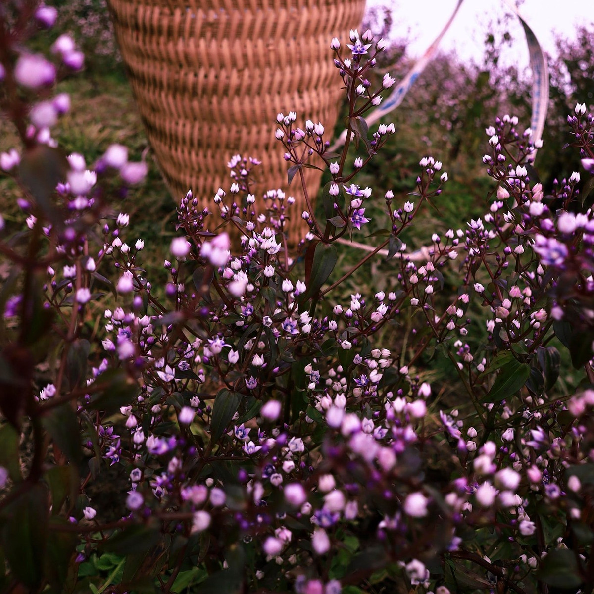  Tây Bắc được mẹ thiên nhiên ưu ái cho những mùa hoa thật đẹp, trong đó phải kể đến mùa hoa Chi Pâu trên đỉnh Tà Chì Nhù, Yên Bái.