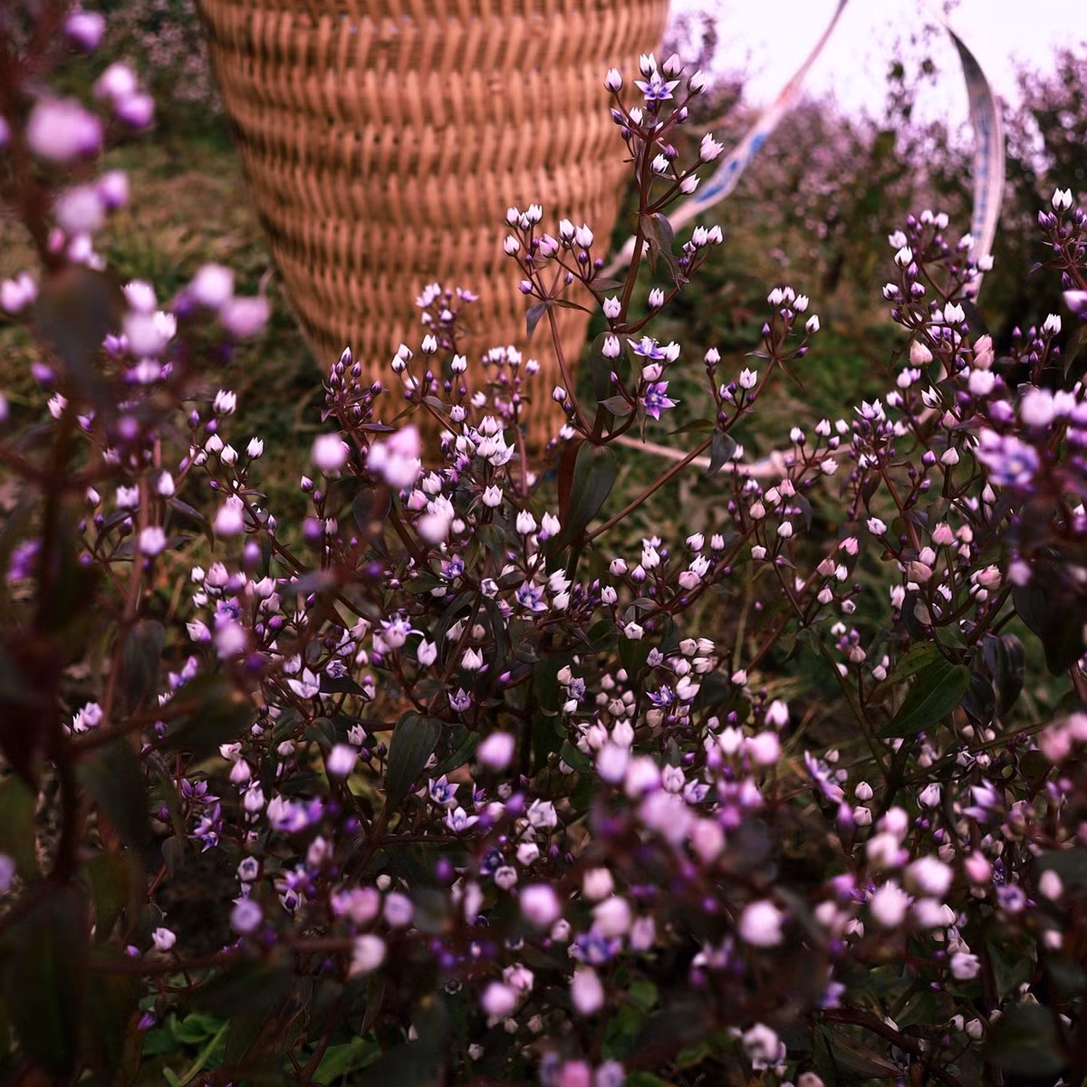  Tây Bắc được mẹ thiên nhiên ưu ái cho những mùa hoa thật đẹp, trong đó phải kể đến mùa hoa Chi Pâu trên đỉnh Tà Chì Nhù, Yên Bái.