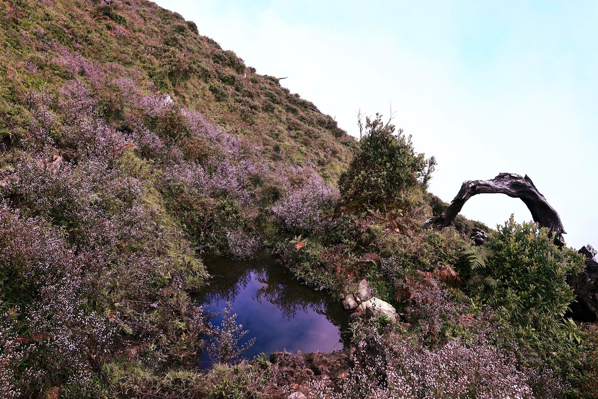 Ở Việt Nam, loài hoa này có mặt khá nhiều ở vùng núi phía Bắc. Tại Tà Chì Nhù, do mọc nhiều, vào mùa hoa nở tạo nên một thảm thực vật màu tím vô cùng đẹp mắt nên đã nhận được sự chú ý của rất nhiều người.