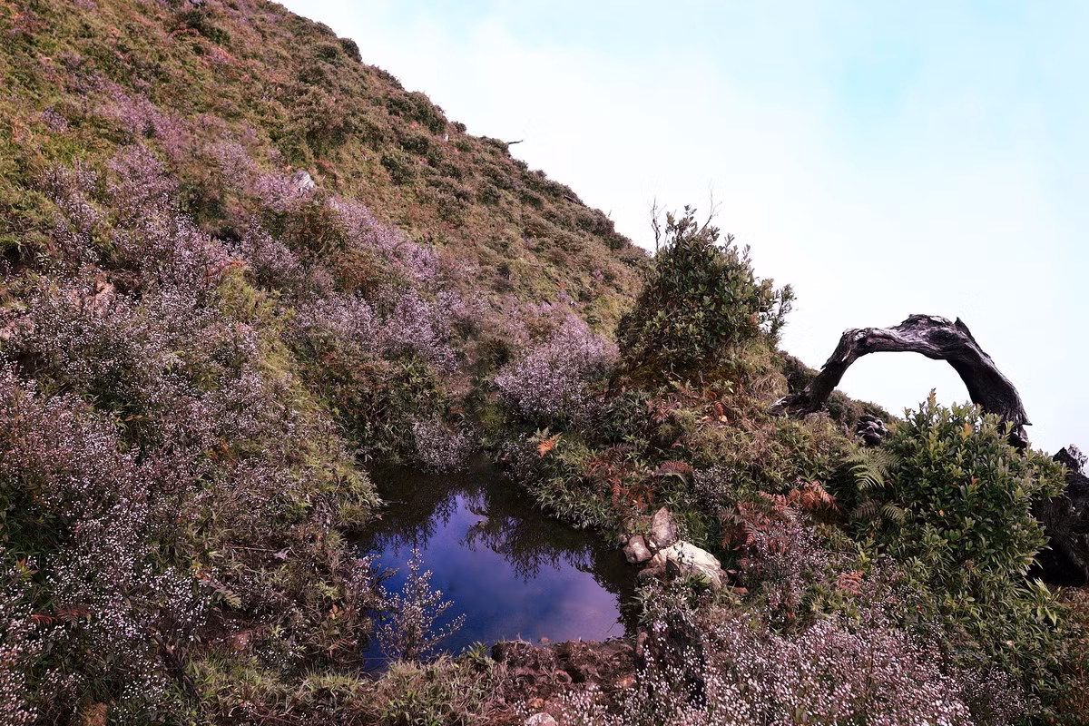 Ở Việt Nam, loài hoa này có mặt khá nhiều ở vùng núi phía Bắc. Tại Tà Chì Nhù, do mọc nhiều, vào mùa hoa nở tạo nên một thảm thực vật màu tím vô cùng đẹp mắt nên đã nhận được sự chú ý của rất nhiều người.