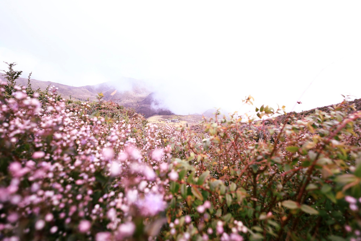 Thời điểm vào thu, tháng 9 -10 hàng năm, đỉnh núi này thu hút du khách, giới nhiếp ảnh với mùa hoa chi pâu đặc trưng.