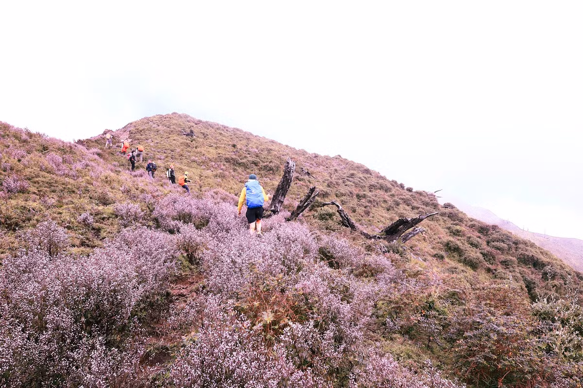 Du khách thường có hai cách di chuyển tới Tà Chì Nhù. Thứ nhất, du khách đi theo đường Hà Nội - Trạm Tấu (Yên Bái) rồi leo đỉnh núi bằng xe máy, di chuyển 30km. Lưu ý, đoạn đường khá nhỏ và nhiều cua dốc nên các bạn cần chú ý vững tay lái.