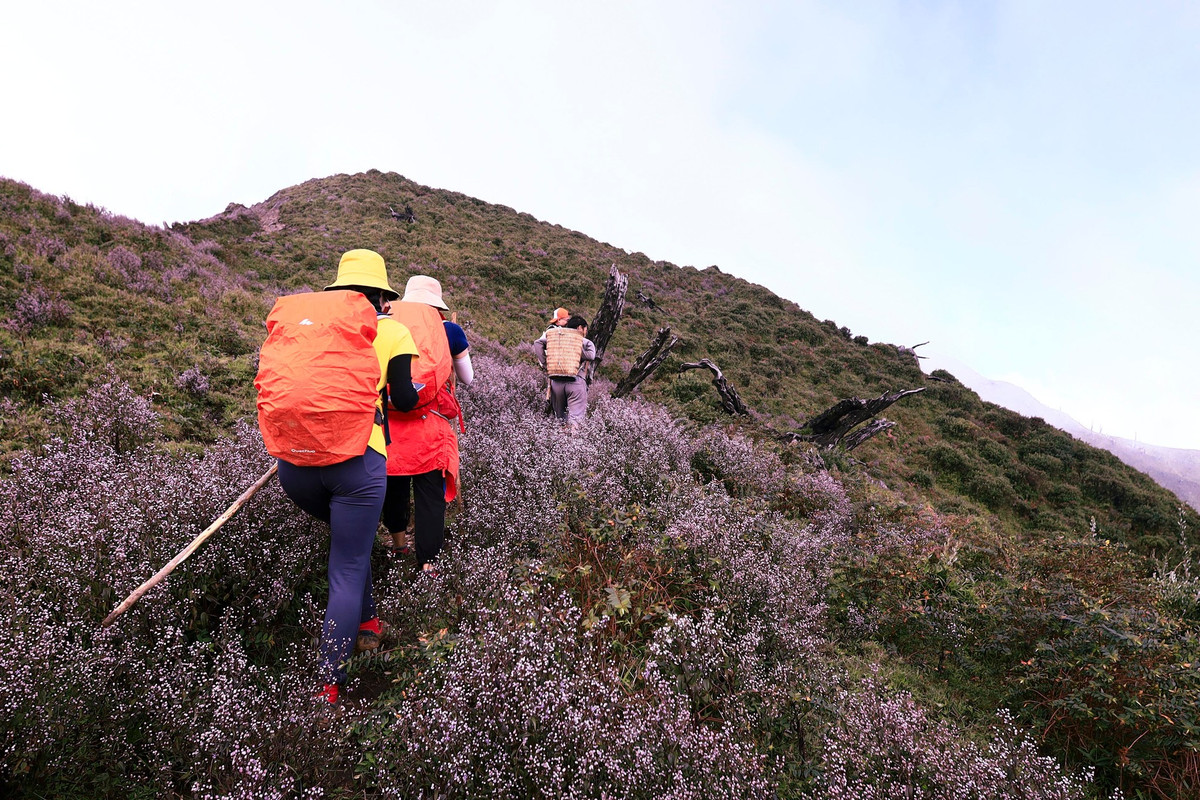 Tên gọi hoa Chi Pâu xuất phát từ việc, khi ai hỏi về loài hoa tím dại, người bản địa đều nói "chi pâu" (theo tiếng H'Mông nghĩa là "không biết", "không hiểu"). Bởi trước nay, không ai rõ loài hoa này có nguồn gốc từ đâu và tên gọi là gì.