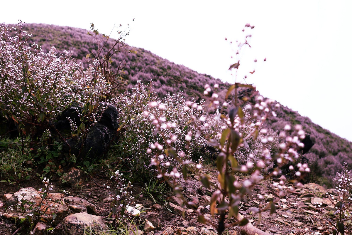 Chỉ mới xem qua ảnh hoặc clip thôi nhưng loài hoa này đã thu hút bởi hình ảnh tím lịm khiến du khách chỉ muốn khoác ba lô đi đến ngay Yên Bái. Ảnh: Đỗ Oanh