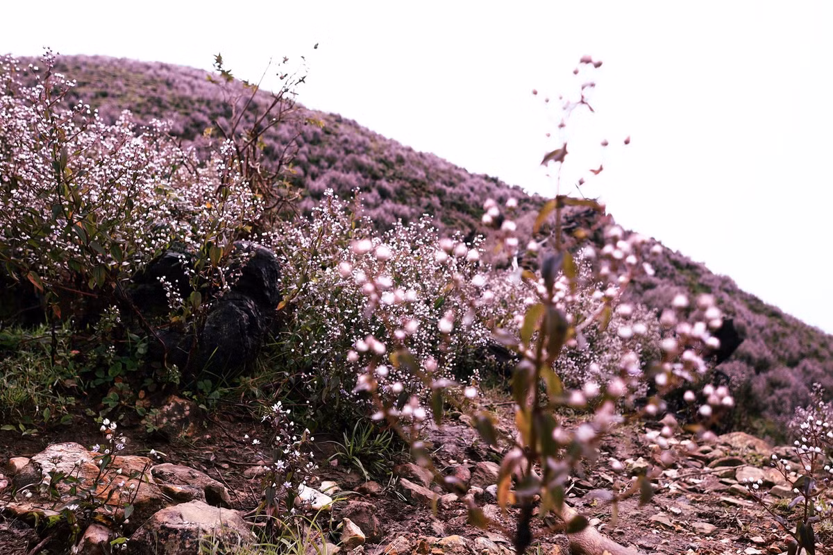 Chỉ mới xem qua ảnh hoặc clip thôi nhưng loài hoa này đã thu hút bởi hình ảnh tím lịm khiến du khách chỉ muốn khoác ba lô đi đến ngay Yên Bái. Ảnh: Đỗ Oanh