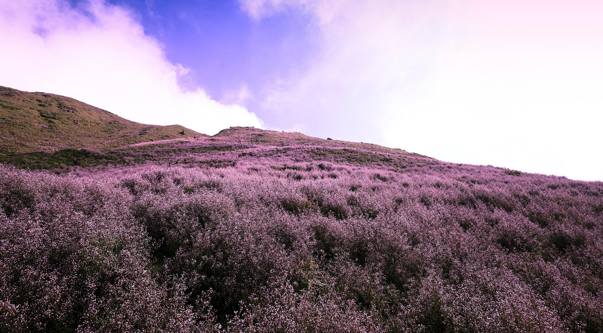 Ngoài múa lúa chín vàng rực hút hồn khách mỗi lần du lịch Tây Bắc, tại đây còn có sắc tím sắc hoa Chi Pâu, loài hoa gieo thương nhớ với màu tím lịm cả khoảng đồi, say lòng bao kẻ lữ hành mỗi dịp cuối thu.