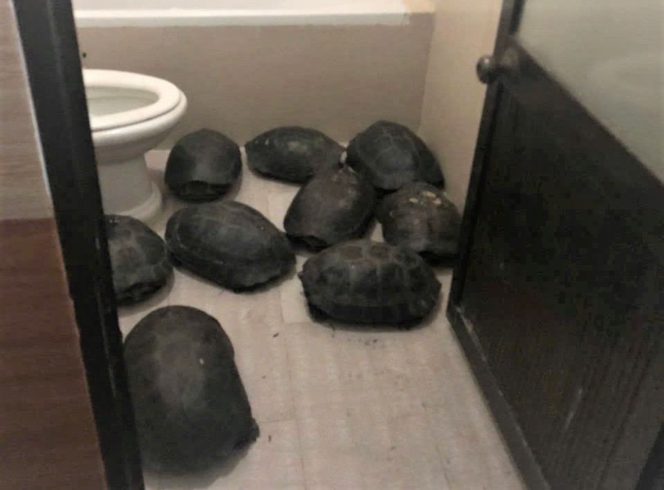 Đà Nẵng: Phát hiện nuôi nhốt trái phép 12 cá thể rùa Da Nang: Phat hien nuoi nhot trai phep 12 ca the rua