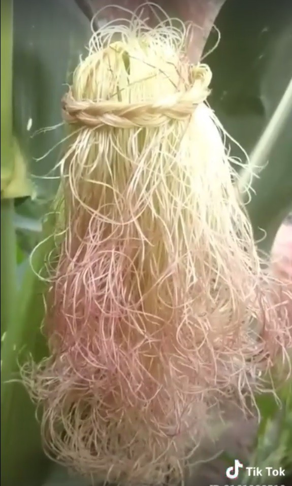 So sánh hình ảnh tóc cô gái với khóm râu ngô không nhận thấy sự khác biệt. Thậm chí có người còn nhận xét rằng khóm râu ngô trông còn suôn mượt hơn hẳn.