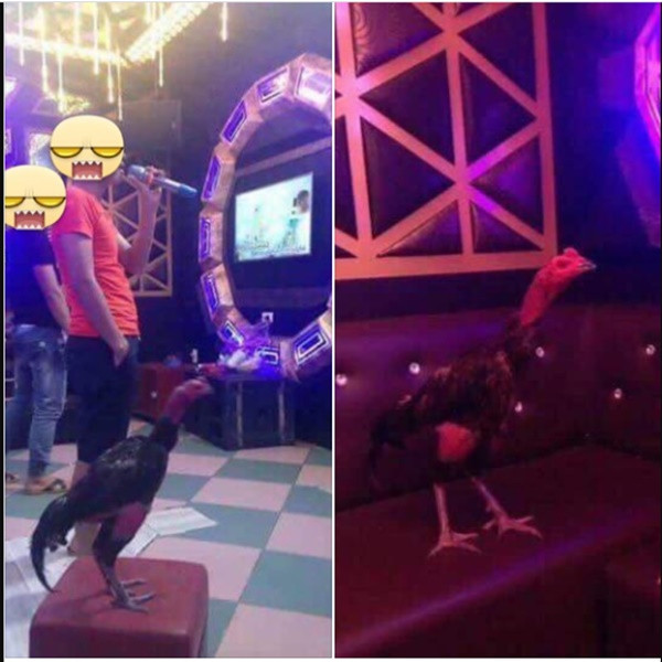 Các cuộc vui cũng không thể vắng bóng gà cưng. Chơi thế này thì còn hơn cả "tay vịn" chứ còn gì.