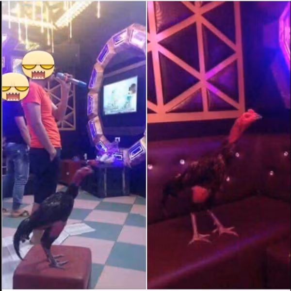Các cuộc vui cũng không thể vắng bóng gà cưng. Chơi thế này thì còn hơn cả "tay vịn" chứ còn gì.