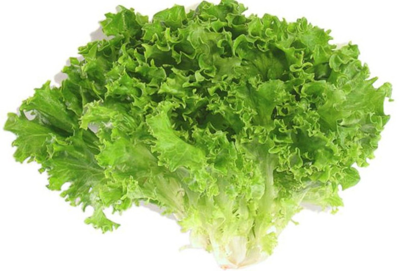 Rau diếp: Món salad rau diếp trong bữa ăn tối có thể làm giúp chúng ta nhanh chóng đi vào giấc ngủ hơn, bởi rau diếp chứa lactucarium, chất này có tính chất an thần và giúp bạn dễ đi vào giấc ngủ hơn.