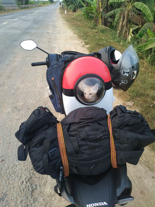 Mèo là thú cưng nhỏ nên dễ di chuyển hơn hẳn chó. Chỉ cần có một chiếc balo là xong, thoải mái đi thong dong cả ngày chẳng phải lo nghĩ gì.