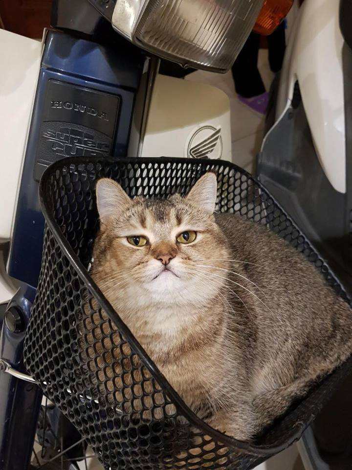 Không có balo ư? Cho ngồi luôn trên giỏ xe đưa về quê.