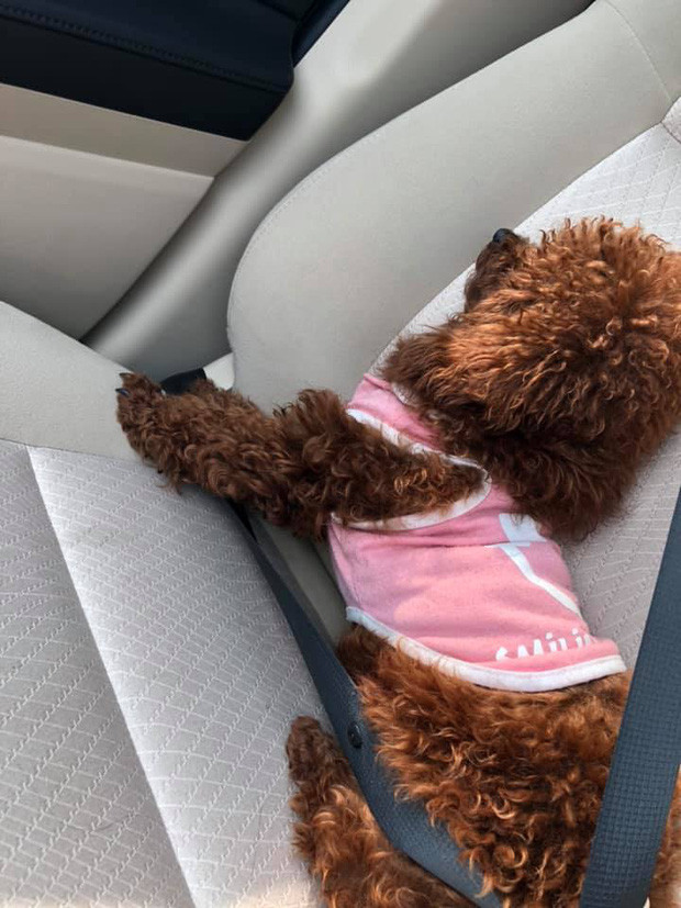 Boss cũng thắt dây an toàn như ai khi ngồi trên ô tô về quê ăn Tết. Được hẳn một chỗ ngồi riêng thế này, quá VIP còn gì.