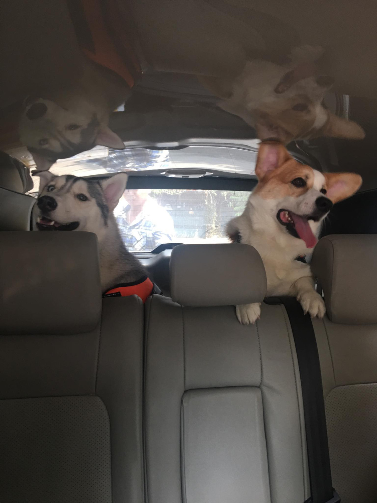 Thế nhưng ngồi ô tô về quê không phải là một trải nghiệm thú vị với các boss bị say xe. Chúng cũng nôn, ói và mệt mỏi.