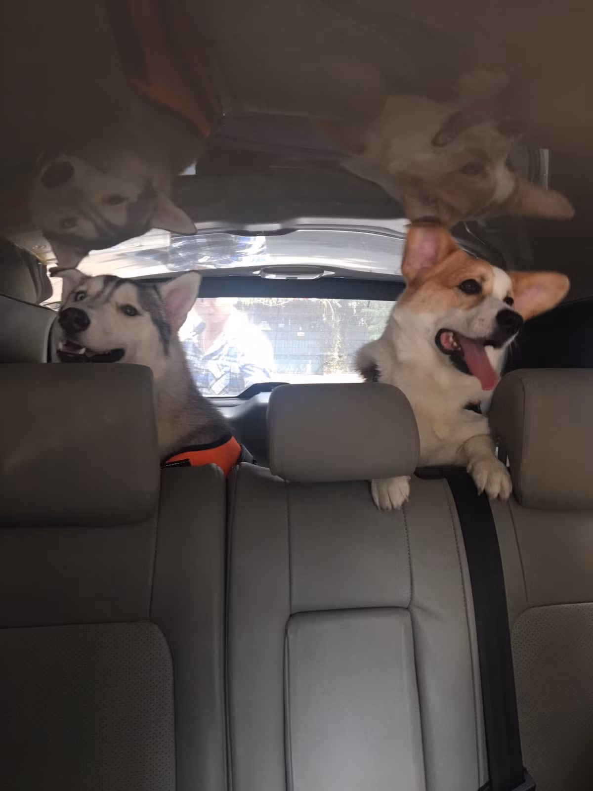 Thế nhưng ngồi ô tô về quê không phải là một trải nghiệm thú vị với các boss bị say xe. Chúng cũng nôn, ói và mệt mỏi.