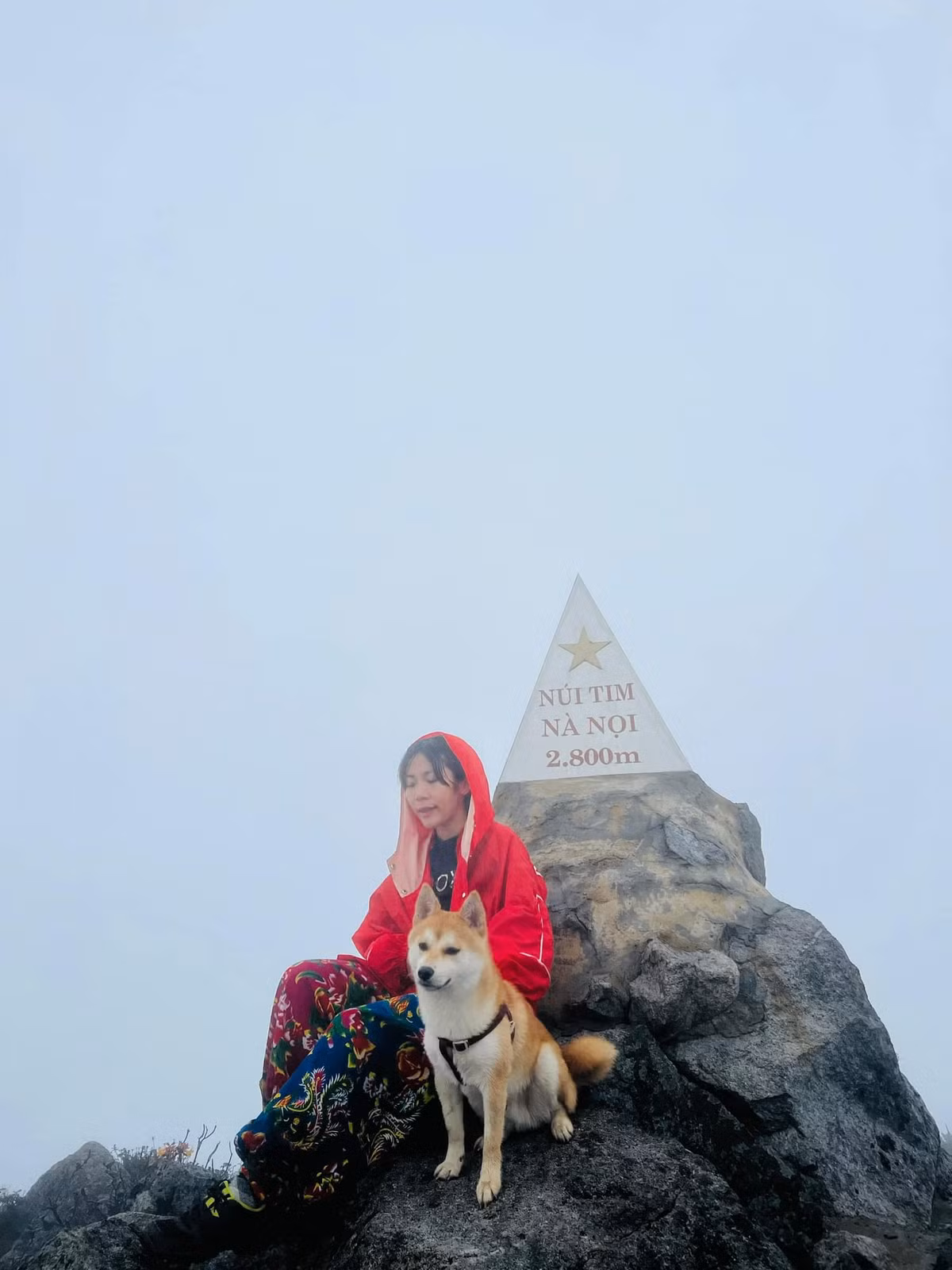 Một chiếc chó có ngoại hình rất "bảnh".