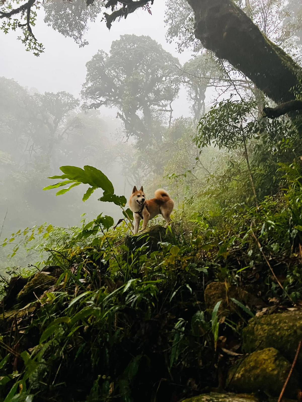 Chủ nhân chú chó chia sẻ cún của mình rất thích được leo núi: "Không biết có phải là chiếc chó trekking nhiều cung nhất hiện tại không nhưng chắc chắn là 1 chiếc chó mê trekking nhất vì mỗi lần nhắc đến đi leo núi là cháu bé nhảy múa sủa ầm lên vui mừng không hãm lại được".