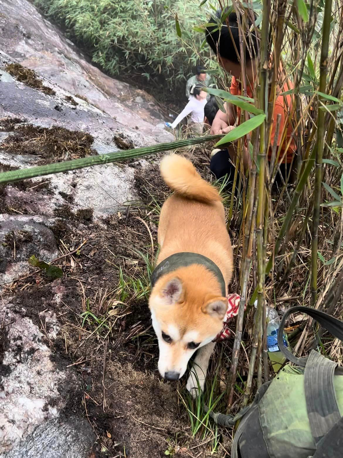 Chú cún không ngại bất cứ địa hình nào mà là thành viên rất năng nổ trong đoàn trekking.