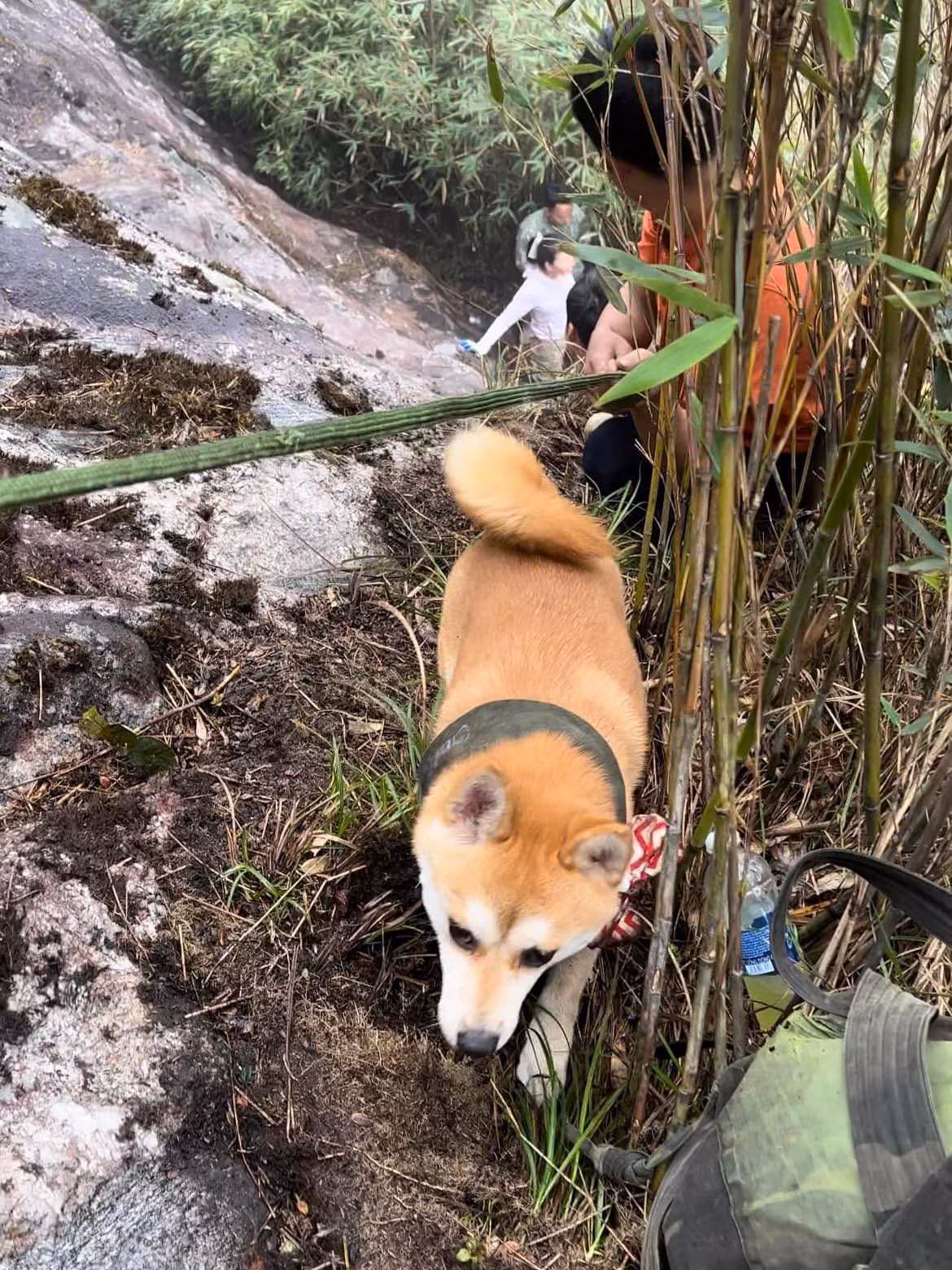 Chú cún không ngại bất cứ địa hình nào mà là thành viên rất năng nổ trong đoàn trekking.