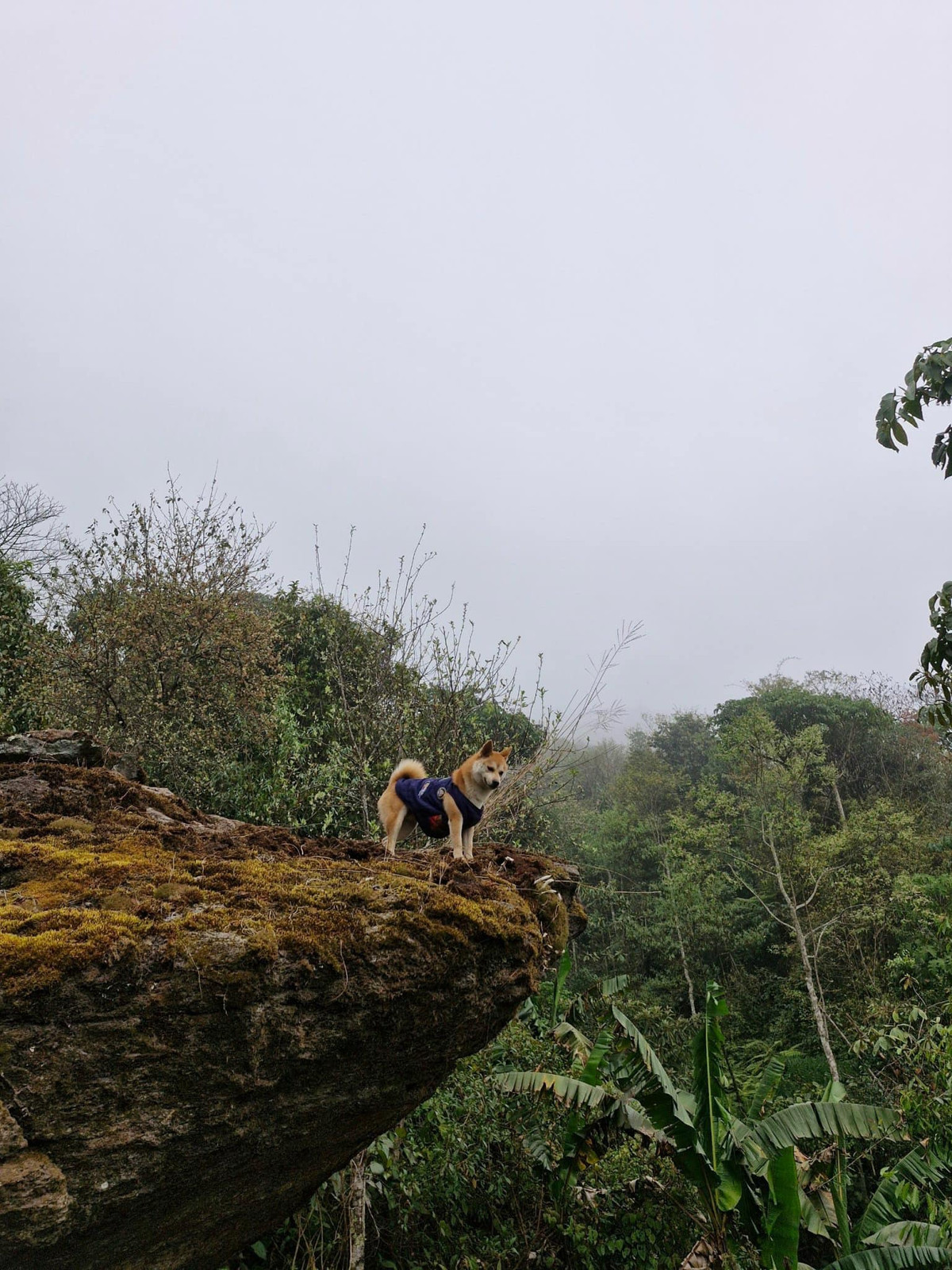 Bức hình sống ảo cực phẩm trong chuyến hành trình của chú cún.
