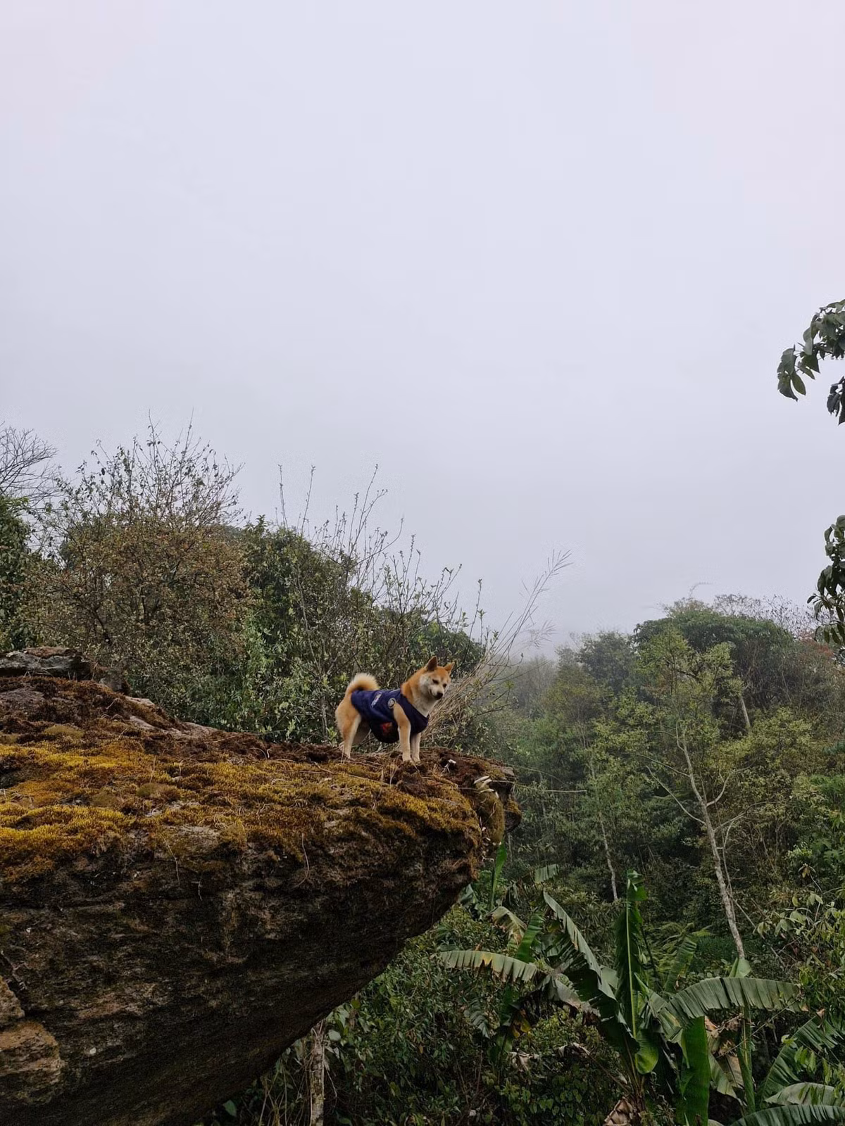 Bức hình sống ảo cực phẩm trong chuyến hành trình của chú cún.