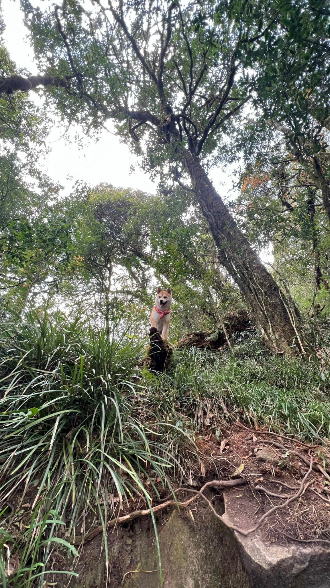 Biểu cảm của chú cún luôn vui vẻ, đầy sức sống.