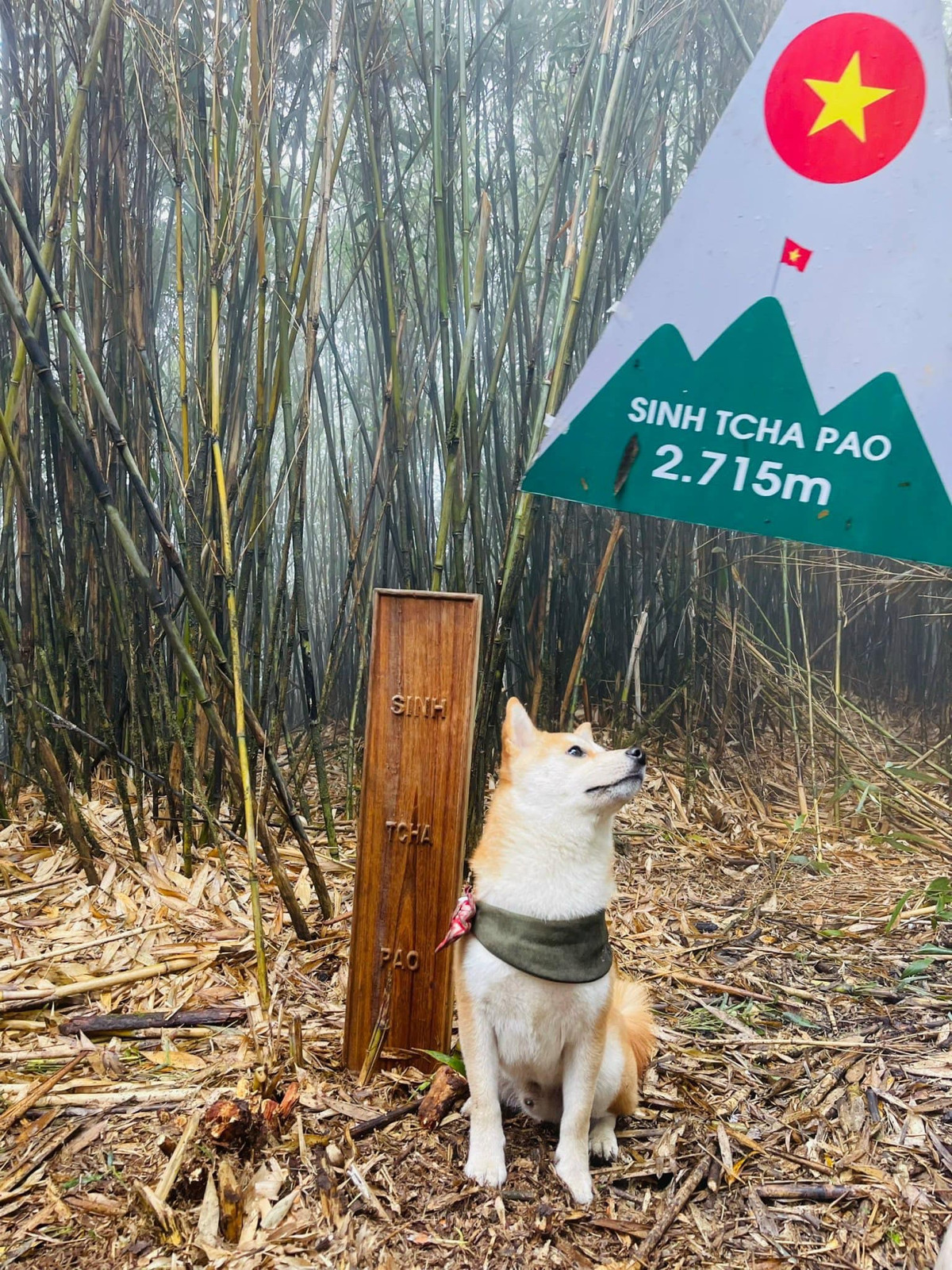Chủ nhân của chú cún tự hào khoe thành tích của cún cưng: "Kết thúc mùa leo núi, cháu bé đã đạt được KPI vừa phải: - Chú chó đầu tiên trekking và checkin đỉnh Tim Nà Nọi - Chú chó đầu tiên trekking và checkin đỉnh Sinh Tcha Pao - Treckking và checkin top 1 về độ khó : Đỉnh Nam Kang Hô Tao, Pusilung - Treckking và checkin top 2 về độ khó: Putaleng - Cộng thêm đã hoàn thành đỉnh Samu, đỉnh Đỗ Quyên ".