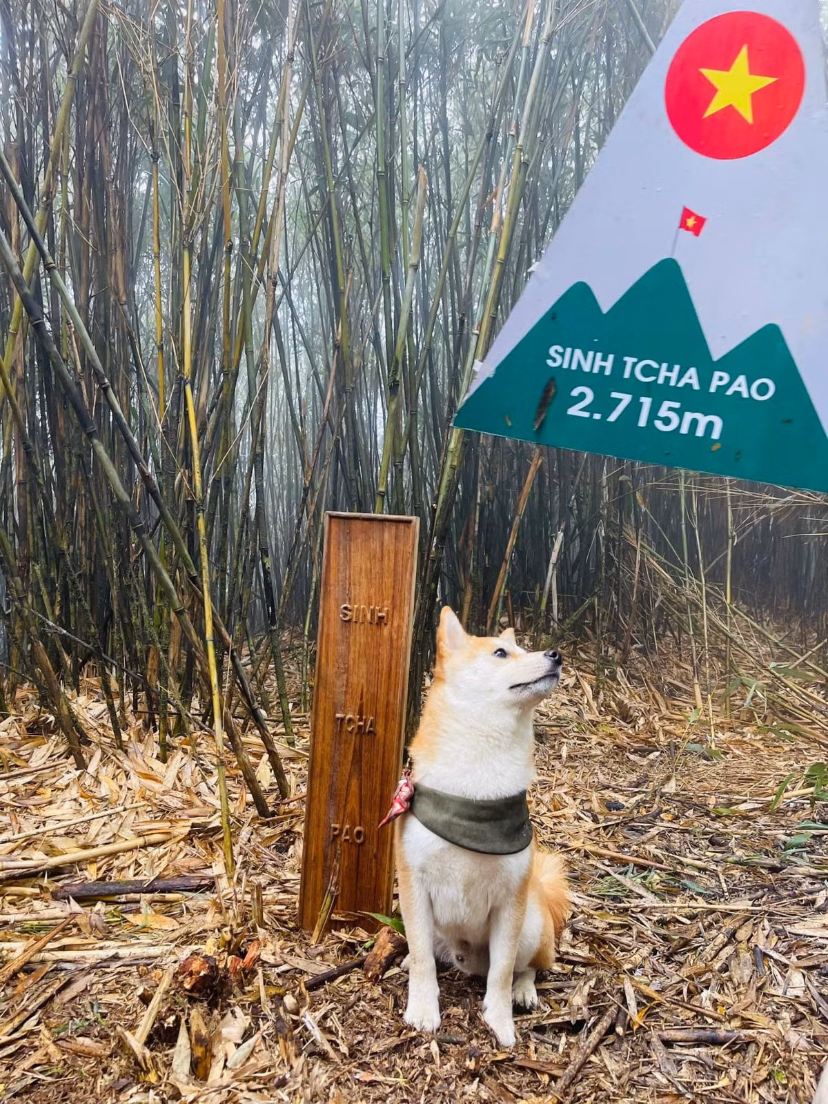 Chủ nhân của chú cún tự hào khoe thành tích của cún cưng: "Kết thúc mùa leo núi, cháu bé đã đạt được KPI vừa phải: - Chú chó đầu tiên trekking và checkin đỉnh Tim Nà Nọi - Chú chó đầu tiên trekking và checkin đỉnh Sinh Tcha Pao - Treckking và checkin top 1 về độ khó : Đỉnh Nam Kang Hô Tao, Pusilung - Treckking và checkin top 2 về độ khó: Putaleng - Cộng thêm đã hoàn thành đỉnh Samu, đỉnh Đỗ Quyên ".