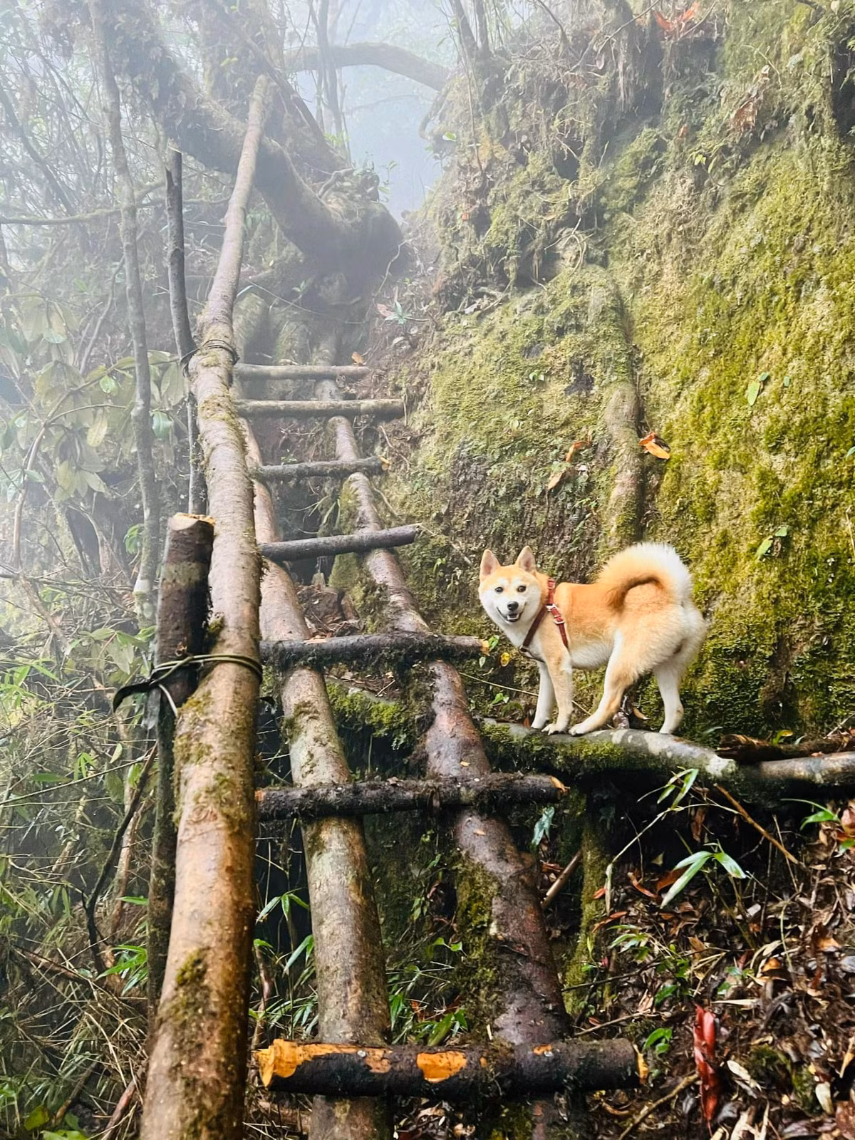 Những địa hình dễ làm nản lòng của những người leo núi thực thụ, thế nhưng với chú cún thì đây không là gì cả, chủ nhân chú chó chia sẻ thêm: "có 4 chân nên ghìm đà, trụ tốt, k bị trơn trượt gì cả".