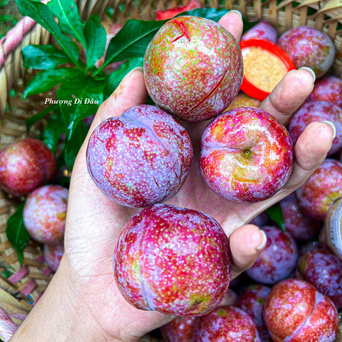 Quả mận vừa được hái, vẫn còn phủ một lớp phấn trắng.