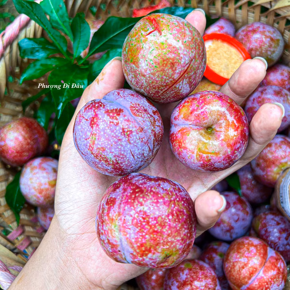 Quả mận vừa được hái, vẫn còn phủ một lớp phấn trắng.