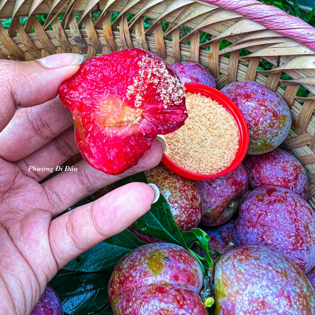 Cây mận hậu là loại cây thân gỗ, thấp, tán rễ rộng, chịu được thời tiết lạnh ẩm, phát triển tốt ở nhiệt độ 22 - 24 độ C