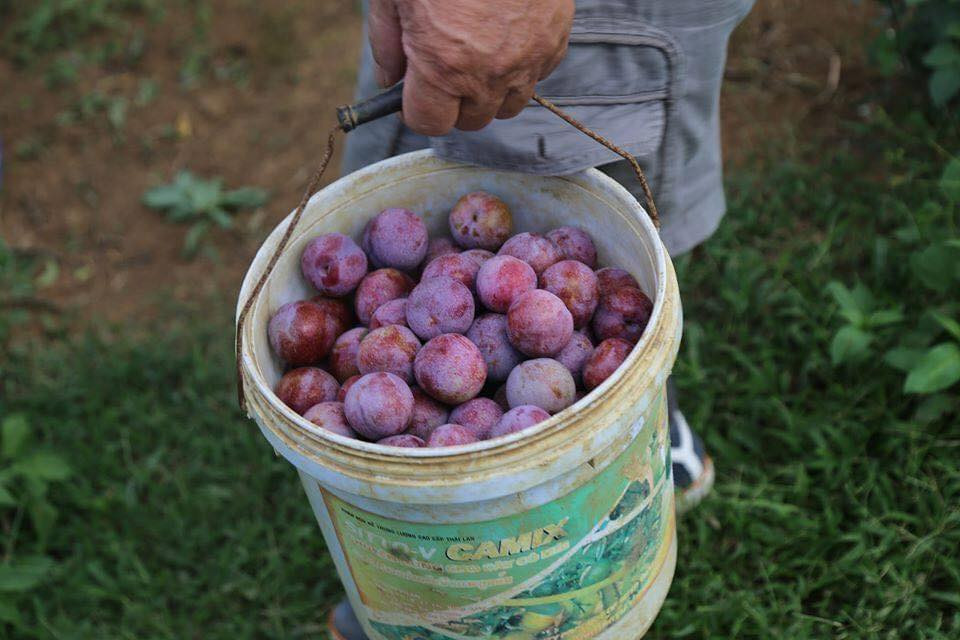 Những xô mận đầu mùa đã khiến netizen không khỏi "ứa nước miếng"