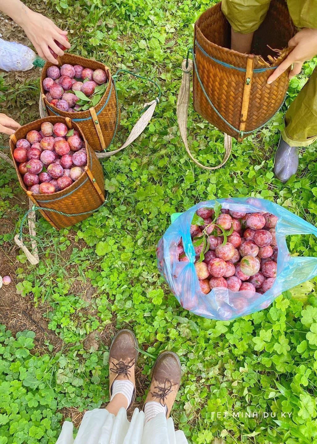 Vào thời điểm hè, nhiều người rất muốn có trải nghiệm hóa thân thành "nông dân", hái và trải nghiệm thức quả này tại vườn.