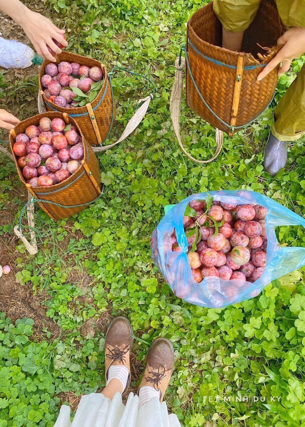 Vào thời điểm hè, nhiều người rất muốn có trải nghiệm hóa thân thành "nông dân", hái và trải nghiệm thức quả này tại vườn.