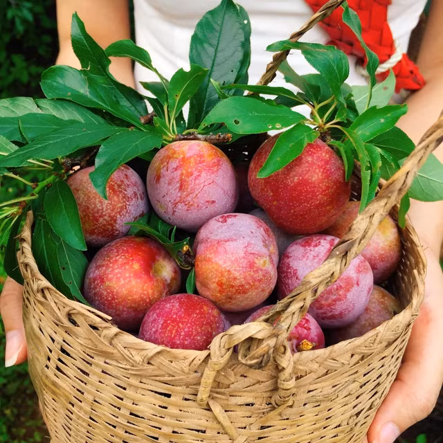 Bài đăng về những trái mận đầu mùa trên 1 fanpage facebook đã thu được rất nhiều tương tác của netizen, nhất là các bạn trẻ.