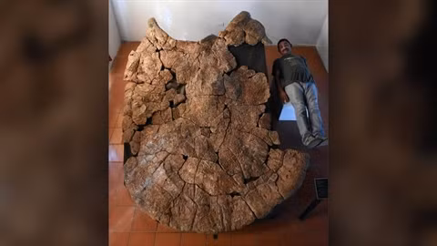 Tim thay con rua khong lo nang toi hon 1 tan-Hinh-2