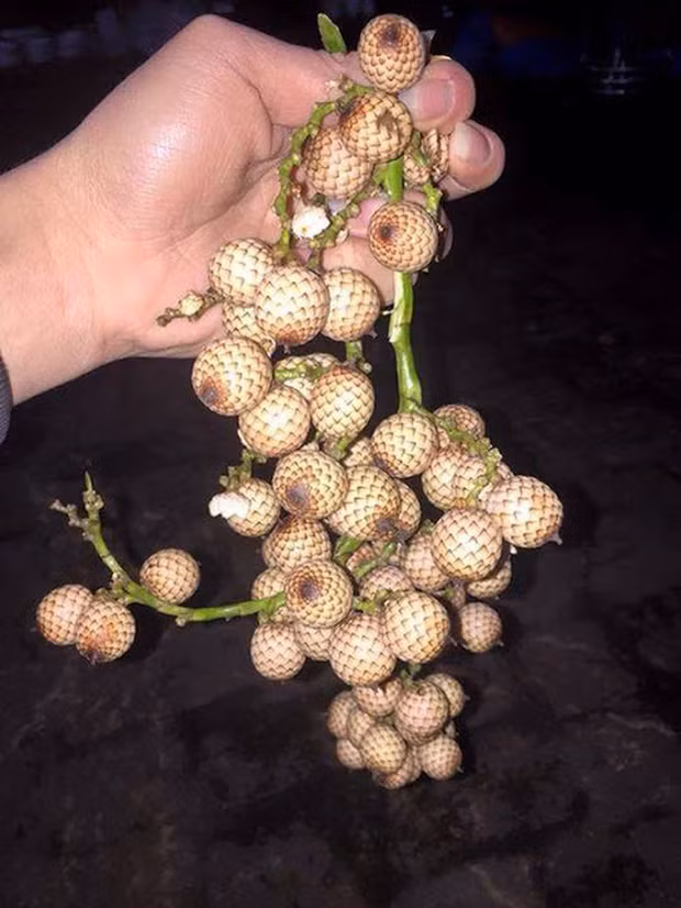 Cây mây mọc dại ở ven đường , khi ra quả bỗng trở thành thứ mà đứa trẻ con nào cũng thèm khát. Quả mây ăn vừa chua vừa chát, ăn xong thấy xít cả răng, ấy thế mà ai thích thích mới lạ.