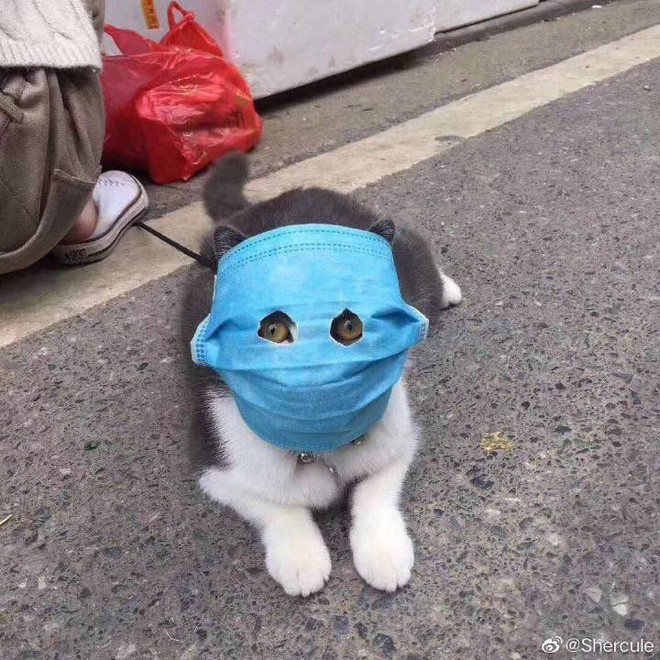 Khẩu trang cho cún cưng, bảo vệ khỏi đại dịch COVID-19.