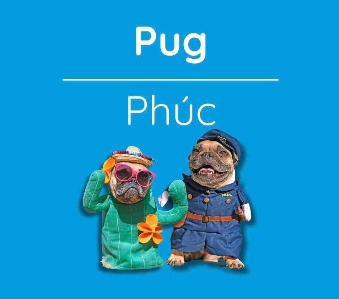 Từ giờ đừng gọi là chó mặt xệ Pub, gọi là Phúc nha.