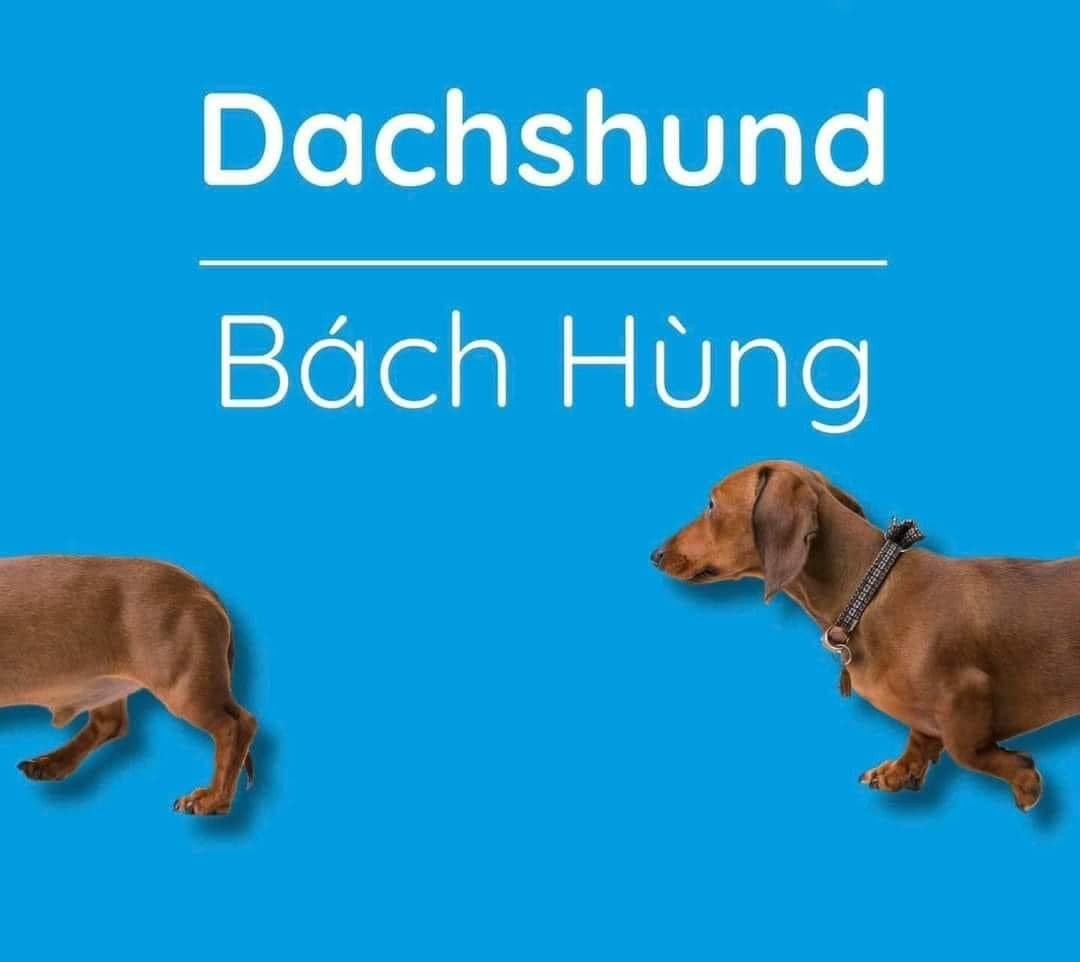 Tên thì oách đó nhưng cái dáng thì hơi...lùn nha.