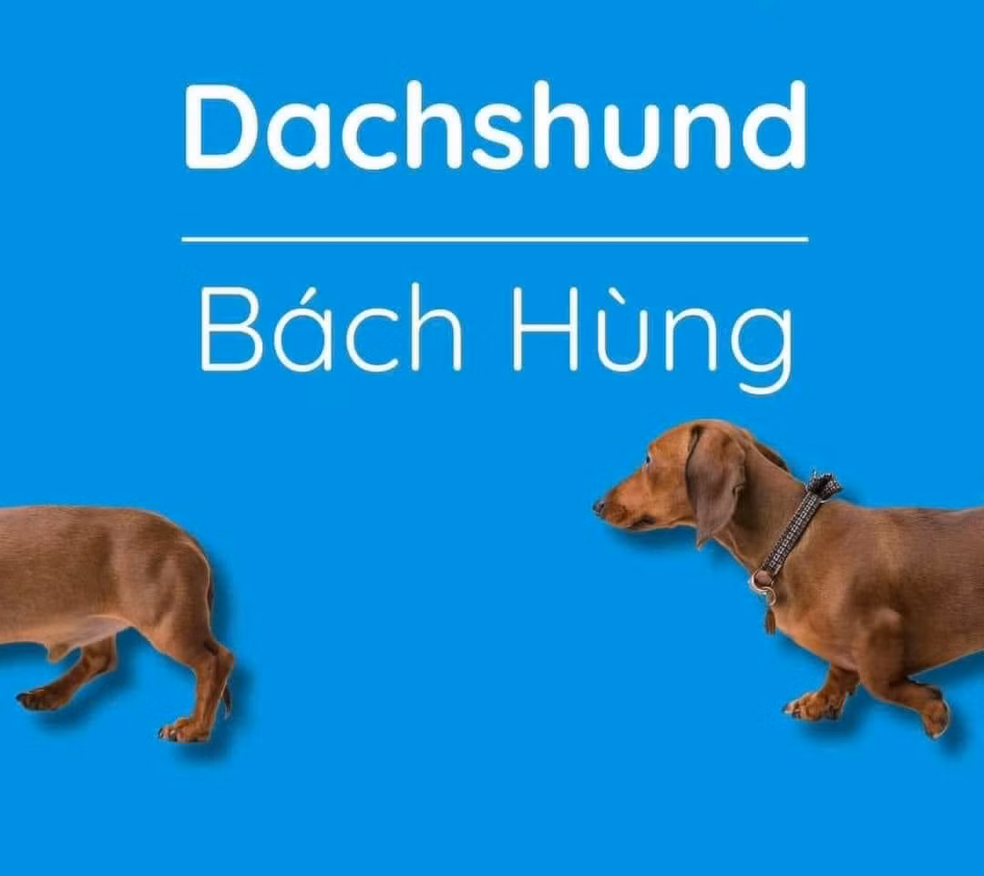 Tên thì oách đó nhưng cái dáng thì hơi...lùn nha.