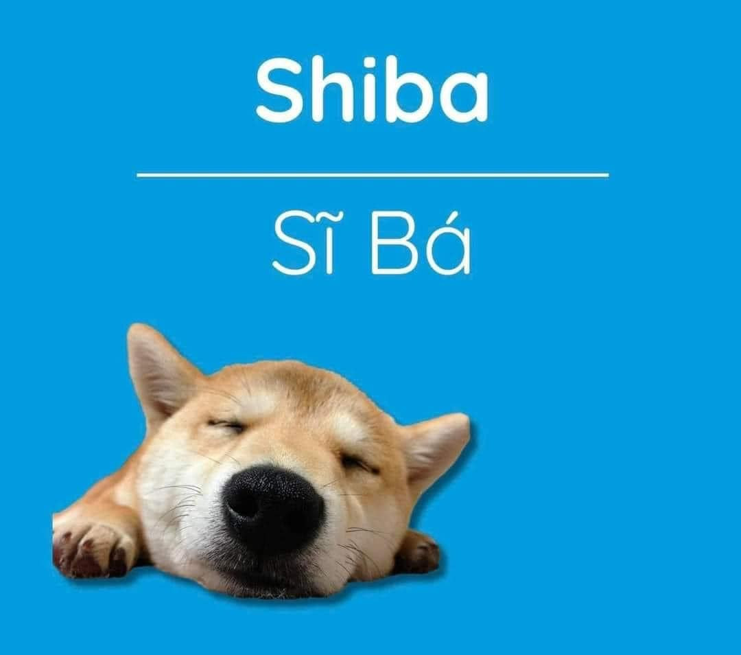 Cái tên nghe thôi là biết chó của nhà giàu, nhà phú hộ rồi.