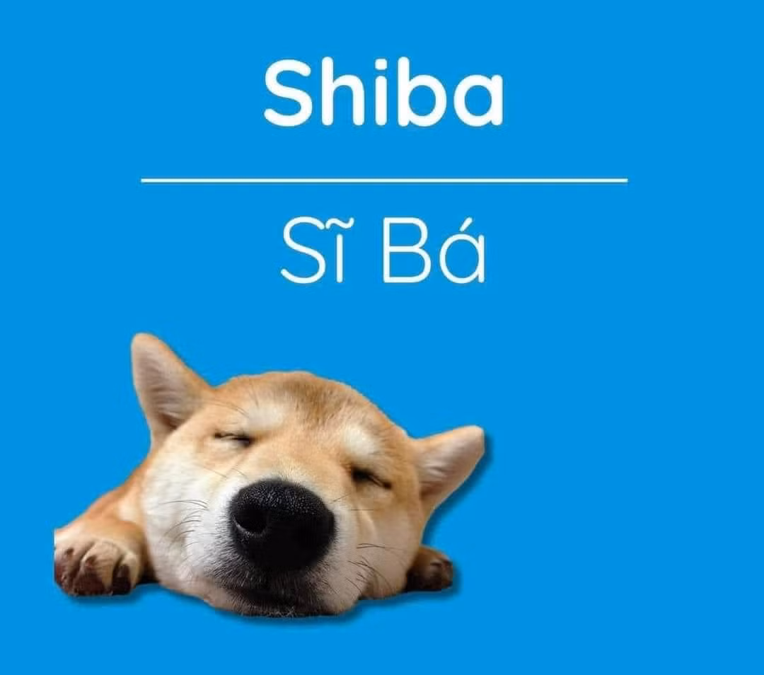 Cái tên nghe thôi là biết chó của nhà giàu, nhà phú hộ rồi.