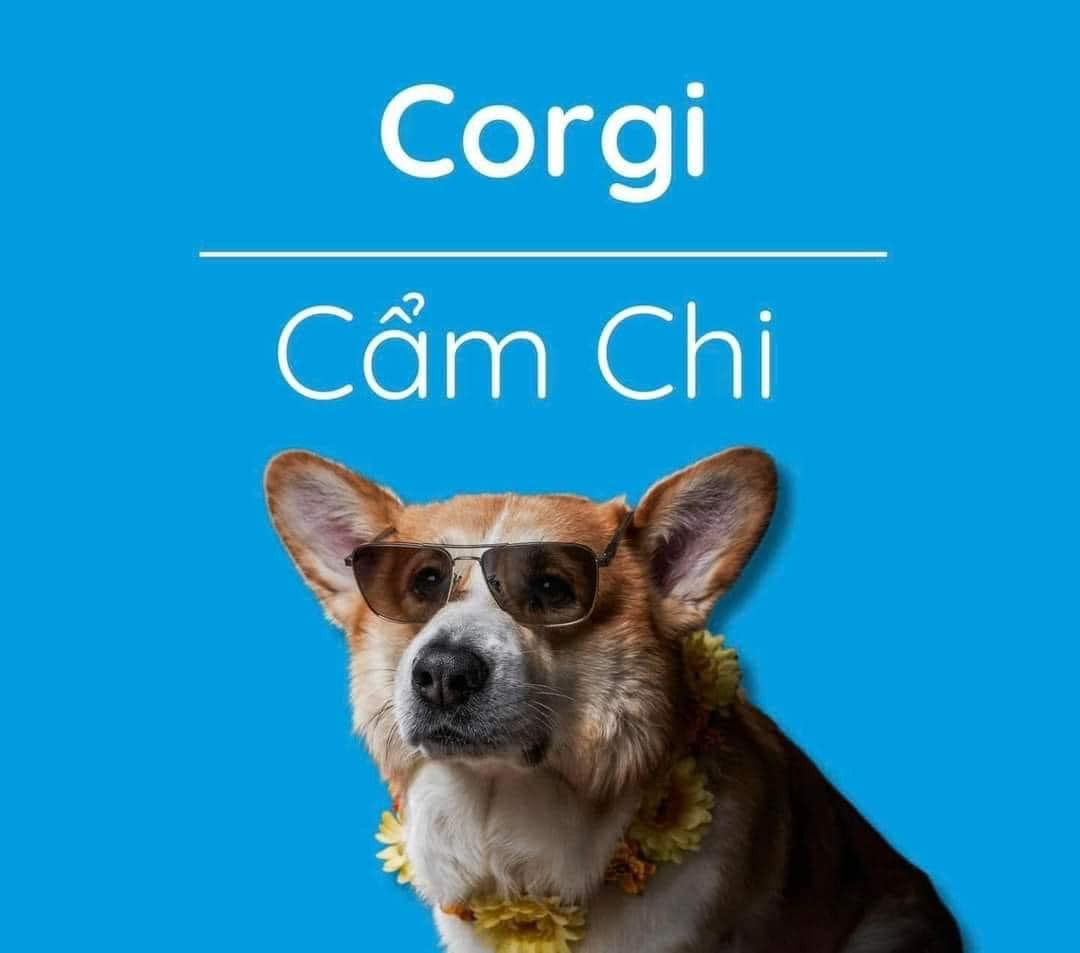 Corgi được Việt hóa thành 1 cái tên rất dễ thương, đáng yêu là Cẩm Chi.